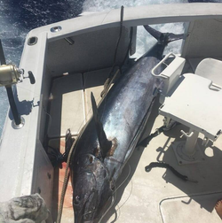 Angler fishing in HI