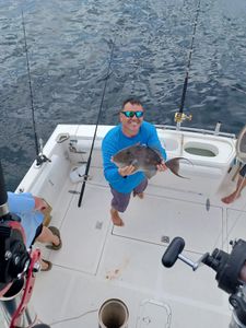 Grey triggerfish caught while fishing on boat in Fort Walton Beach FL