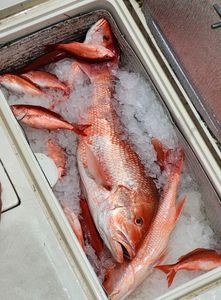 Fresh caught red snapper on ice in cooler from Fort Walton Beach FL fishing trip