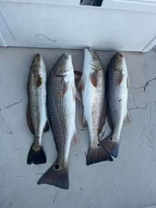 Redfish Bounty In SPI Waters