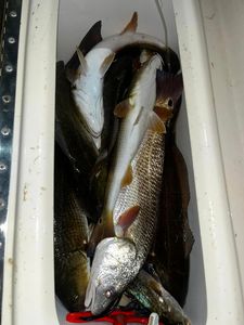 Redfish Haul Of The Day In South Padre Island
