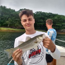 Striped Bass in Saco River, Maine
