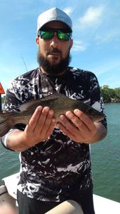 Mangrove Snapper Fishing in Florida 