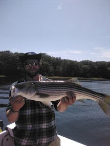 Maine fishing for Stripers