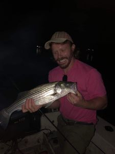Striped Bass in Old Orchard Beach