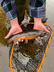 Fly Fishing In Maine