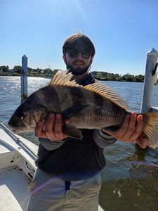 Photograph of a black drum fish caught at Old Orchard Beach