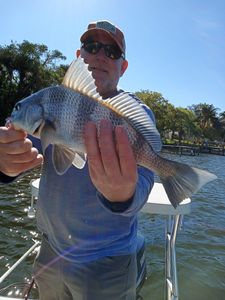 One big black drum fish caught while fishing in ME