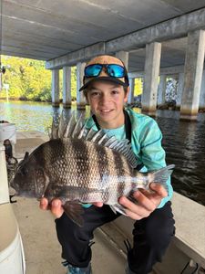 Freshly caught sheepshead fish displayed on boat dock in Old Orchard Beach ME