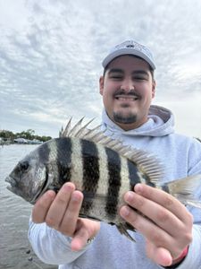 Sheepshead fish caught at Old Orchard Beach ME showing distinctive black vertical stripes