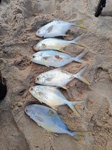 Six Florida Pompano and Permit fish caught in ME
