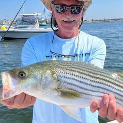 Striped bass caught by angler at Old Orchard Beach
