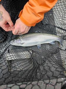 River Reflections: Salmon River Fishing Getaways