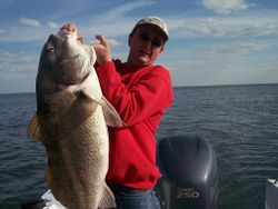 Black Drum from Gulf of Mexico