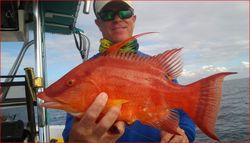 Hogfish from The Gulf of Mexico, FL