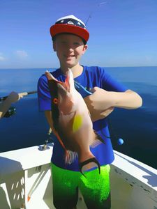 Hogfish from The Gulf of Mexico, FL