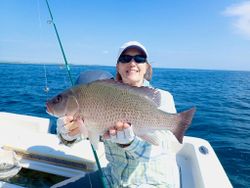A grey snapper fish caught in Florida