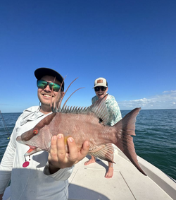 Hogfish measuring 26 inches, caught while fishing in FL