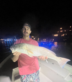 Redfish caught in Sarasota, Florida