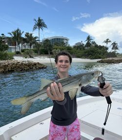 Snook, a large 31-inch fish, caught while fishing in Sarasota