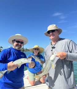 Two snook fish caught during Florida fishing trip