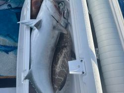 Bonnethead Shark caught while fishing in FL