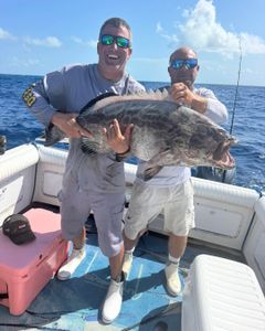 Gag Grouper caught while fishing in FL