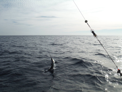 Picturesque Palm Beach scene during a fishing trip