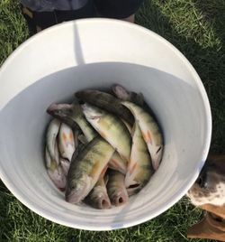 Yellow Perch in Linwood, MI