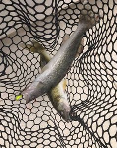 Fishing at Linwood location