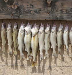 8 fish caught in MI