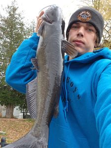 Hooked on Toronto Catfish