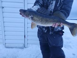 Catch of the Day: Toronto Walleye