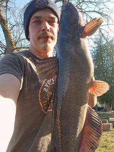 Toronto's epic catfish hunts