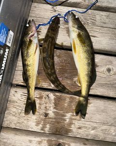 Three fish caught while fishing on location in ON