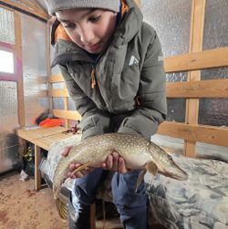 Northern Pike caught ice fishing in Gravenhurst ON displayed in fishing shelter