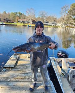 Photograph of a white catfish caught in Gravenhurst