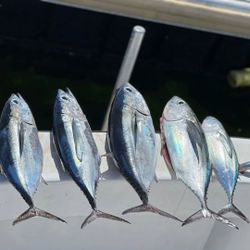 Four blackfin tunas caught while fishing in Cayman Islands