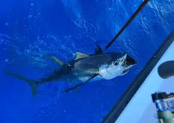 Fishing in the Cayman Islands