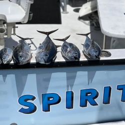 Five little tunny fish caught while fishing in the Cayman Islands