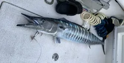 Wahoo fish caught in the Cayman Islands