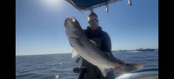 Striped bass catch displayed on fishing boat in Freeport NY waters