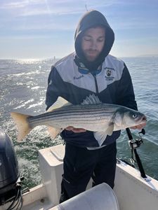 Wiper (Hybrid striped bass) caught while fishing in Freeport