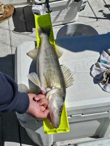 Fish-Species
