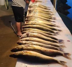Fish-Species