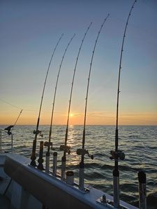 Fish-Species
