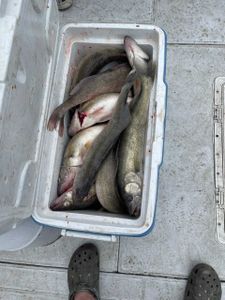 Fish-Species