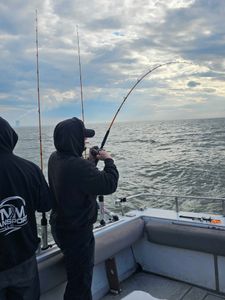 Fish-Species
