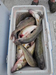 Fish-Species