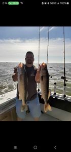 Fish-Species